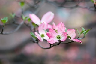 「ハナミズキ」のサムネイル画像