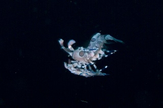 「フリソデエビ(Harlequin shrimp)」のサムネイル画像