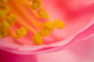 「ウメ」のサムネイル画像