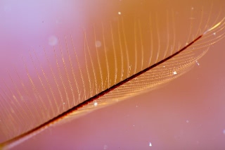 「カンザシヤドカリ(Coral Hermit Crab)」のサムネイル画像