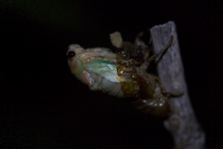 「アブラゼミ」のサムネイル画像