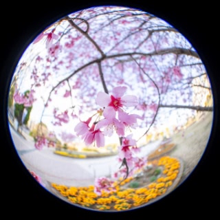 「オカメザクラ」のサムネイル画像