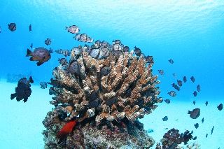 「道祖神」のサムネイル画像