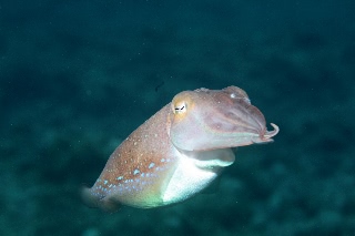 「コブシメ(Giant cuttlefish)」のサムネイル画像