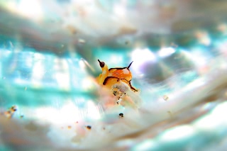 「クロフチウミコチョウ」のサムネイル画像