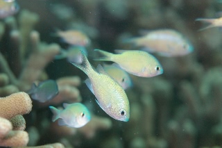 「スズメダイの仲間」のサムネイル画像