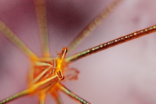 「オルトマンワラエビ(Ortmann's spider-crab)」のサムネイル画像