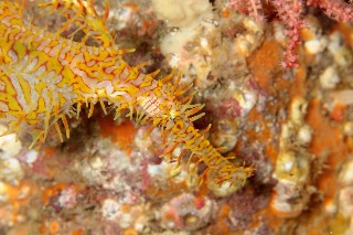 「ニシキフウライウオ(Ghost pipe fish)」のサムネイル画像