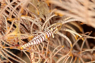 「バサラカクレエビ(アンボンクリノイドシュリンプ,ambon crinoid shrimp)」のサムネイル画像