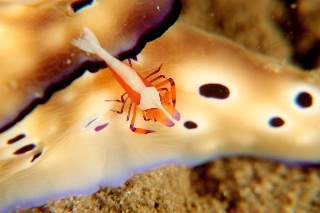 「ウミウシカクレエビ(Imperial partner shrimp)」のサムネイル画像