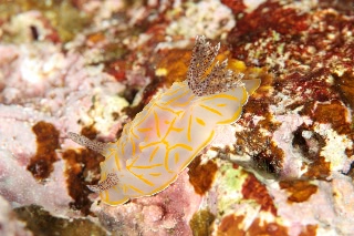 「キスジカンテンウミウシ」のサムネイル画像