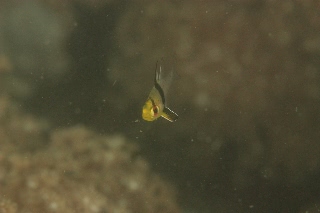 「マンジュウイシモチ」のサムネイル画像