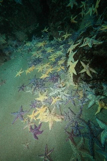 「マヒトデ」のサムネイル画像