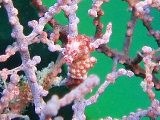 「ピグミーシーホース(Pygmy Seahorse)」のサムネイル画像