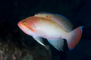 「ケラマハナダイ(Stocky Anthias)」のサムネイル画像