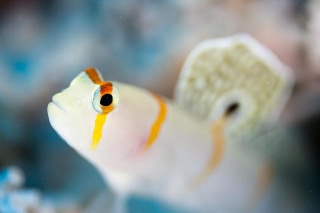 「ニチリンダテハゼ(Randall's prawn-goby)」のサムネイル画像