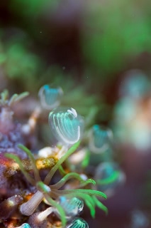 「マメボヤの仲間」のサムネイル画像