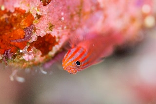 「レッドラインピグミーゴビー(Stripehead dwarfgoby,redline pygmy-goby)」のサムネイル画像