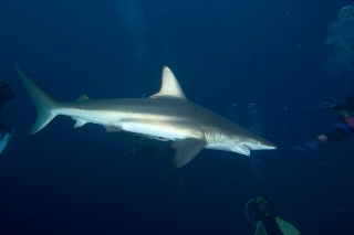 「カマストガリザメ(Blacktip shark)」のサムネイル画像