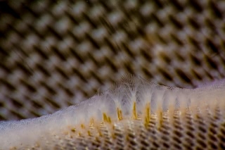 「ヒラハコケムシ」のサムネイル画像