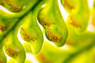 「シダの仲間」のサムネイル画像