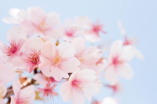 「カンザクラ(寒桜,アタミザクラ,熱海桜)」のサムネイル画像