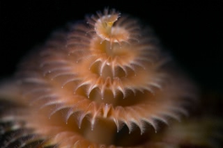 「イバラカンザシ(Christmas tree worm)」のサムネイル画像