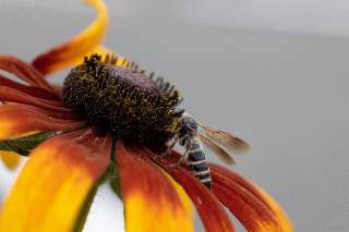「ハチの仲間」のサムネイル画像