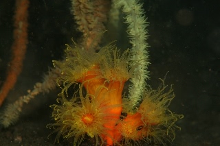 「エントウキサンゴ」のサムネイル画像