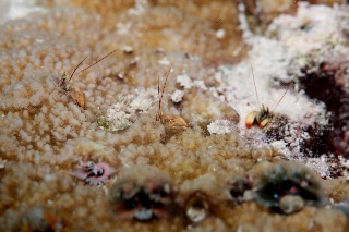 「カンザシヤドカリ(Coral Hermit Crab)」のサムネイル画像