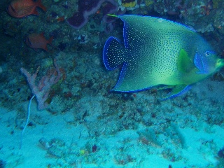 「サザナミヤッコ」のサムネイル画像