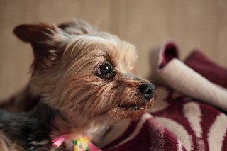 「ヨークシャー・テリア(Yorkshire Terrier)」のサムネイル画像