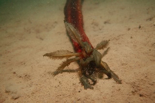 「クレナイオオイカリナマコ」のサムネイル画像