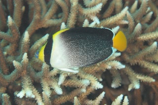 「チリメンヤッコ」のサムネイル画像