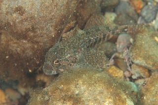 「無題」のサムネイル画像