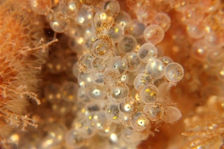 「オニカジカ」のサムネイル画像