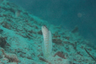 「ゴールドスペックジョーフィッシュ(gold-specs jawfish)」のサムネイル画像