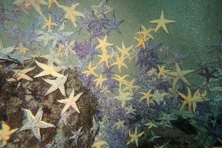 「マヒトデ」のサムネイル画像