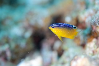 「ソラスズメダイの仲間」のサムネイル画像