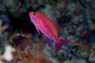 「フチドリハナダイ」のサムネイル画像