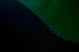 「祝福」のサムネイル画像