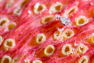 「カニの仲間」のサムネイル画像