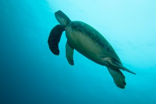 「アオウミガメ(Green turtle)」のサムネイル画像