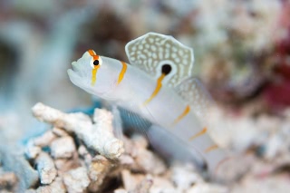 「ニチリンダテハゼ(Randall's prawn-goby)」のサムネイル画像