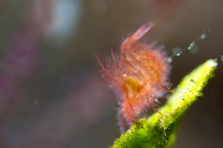 「フィコカリス・シムランス」のサムネイル画像