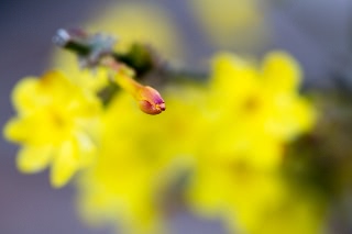 「黄梅」のサムネイル画像