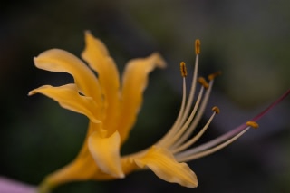 「オーレア(ショウキズイセン)」のサムネイル画像