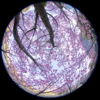 「オカメザクラ」のサムネイル画像