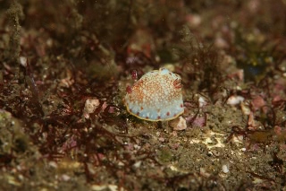 「サラサウミウシ」のサムネイル画像