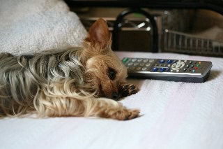 「ヨークシャー・テリア(Yorkshire Terrier)」のサムネイル画像